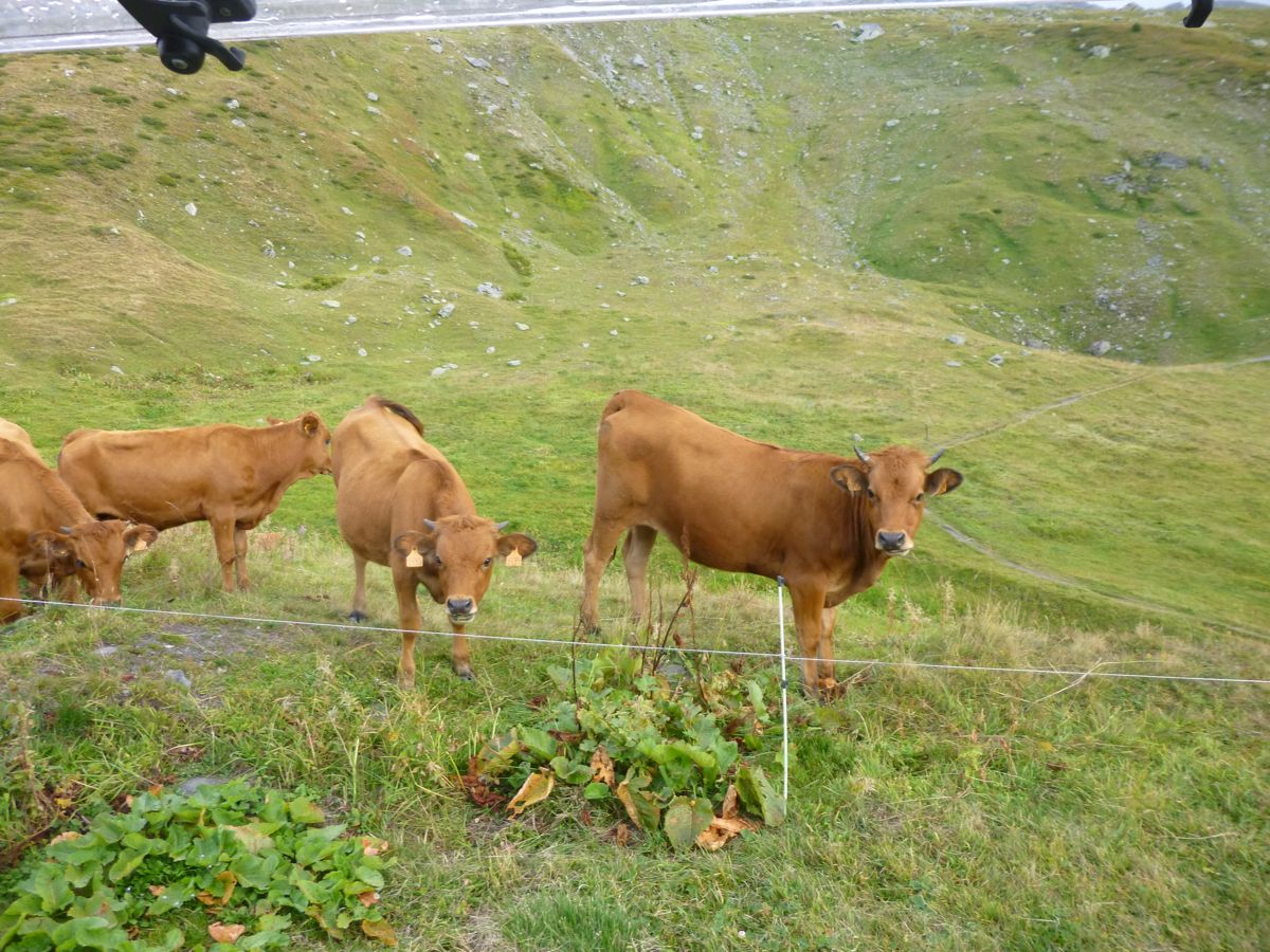 Col du Petit Saint-Bernard les Tarines