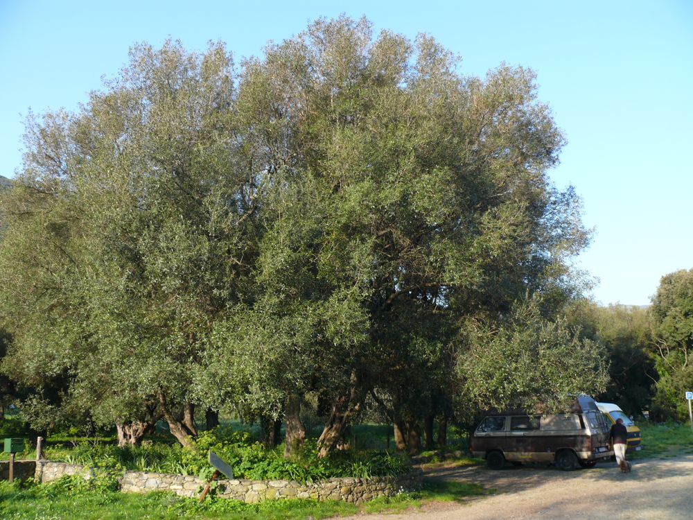 Bivouac sortie de Piazza