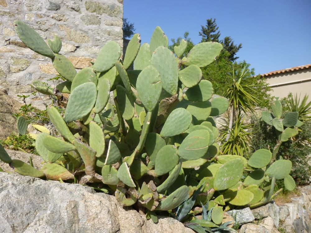 Sant-Antonino