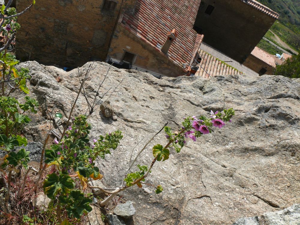 Sant-Antonino