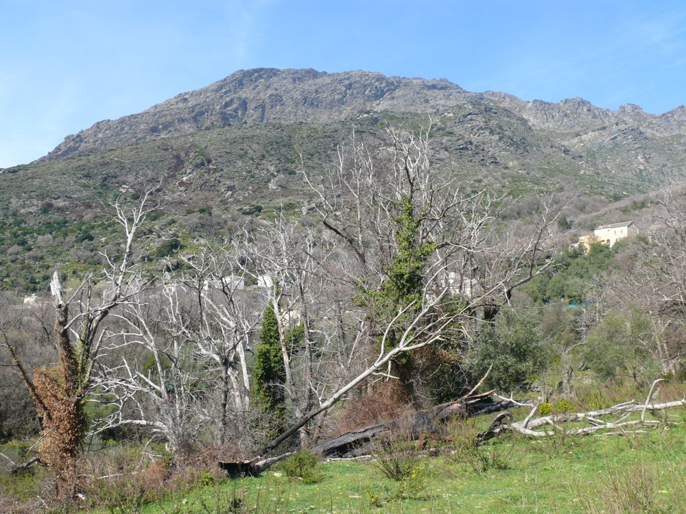 Olcani