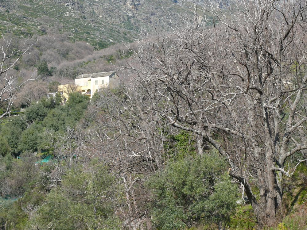 Olcani