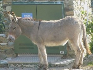 Canari