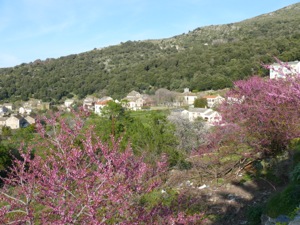 Canari