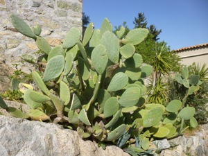 Sant-Antonino