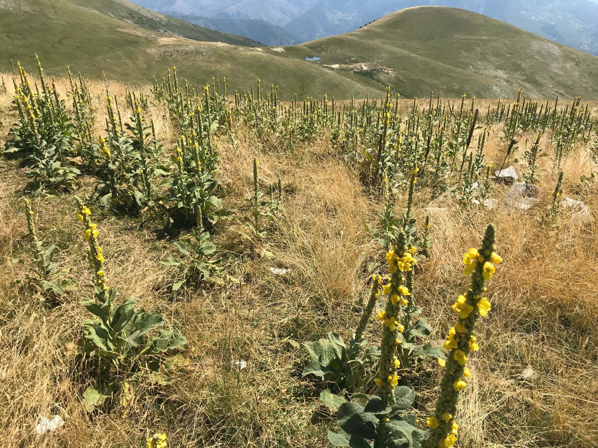 Rando Mourre Frey  Alt 2027m