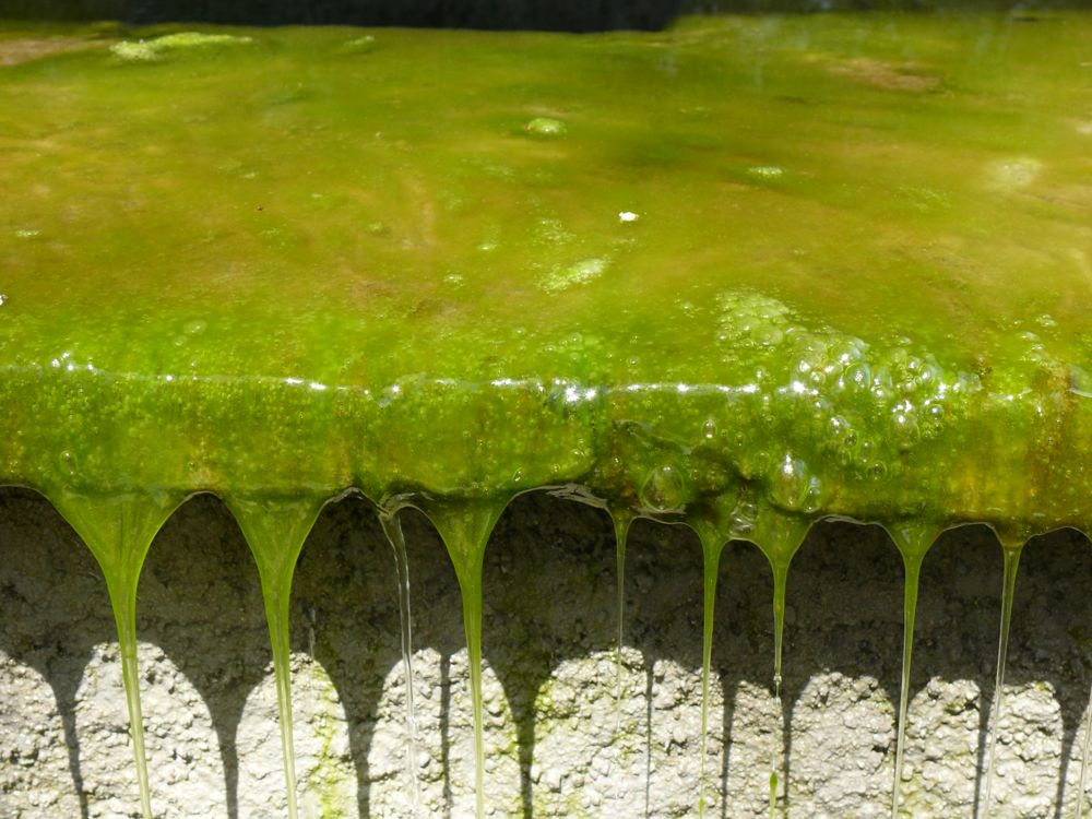 Pique-nique fontaine d'Orezza
