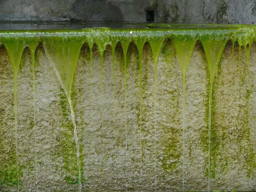 Pique-nique fontaine d'Orezza