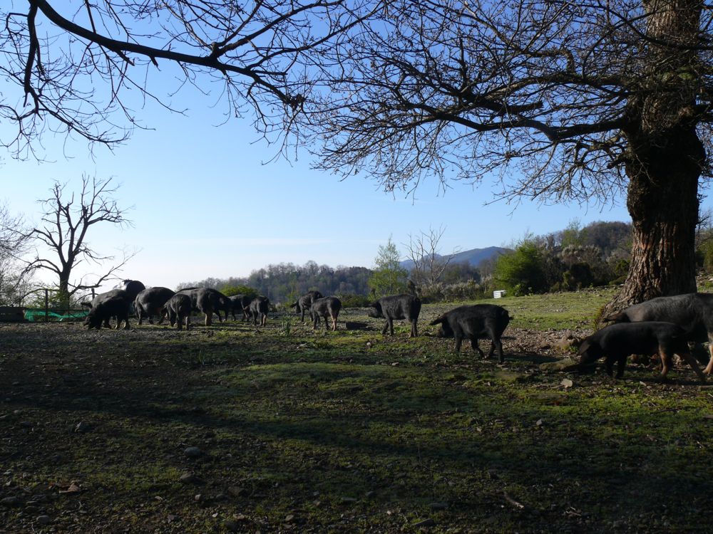 Bivouac route de Loreto di Casinca