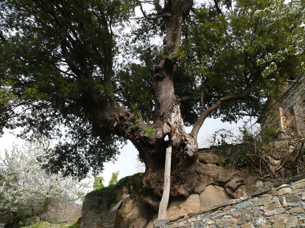  San-Lorenzzo : Chapelle San Quilico