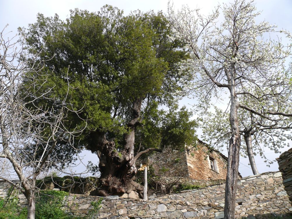  San-Lorenzzo : Chapelle San Quilico