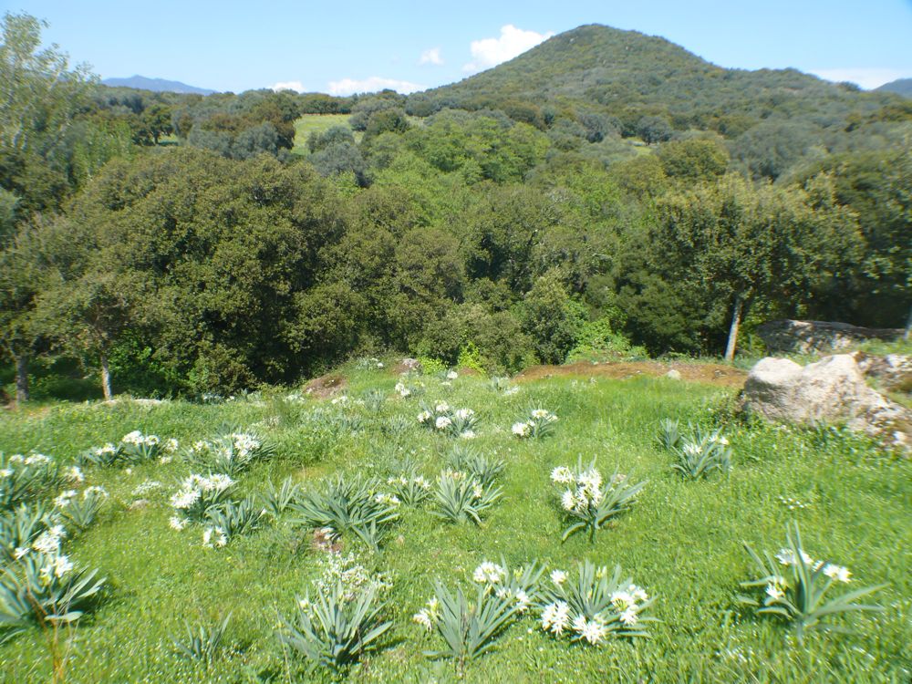 Site de Filitosa