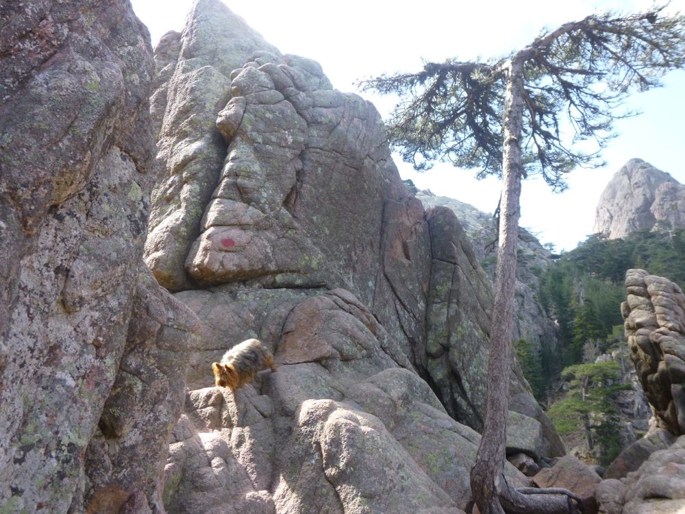  Col de Bavella : Rando Trou de la Bombe