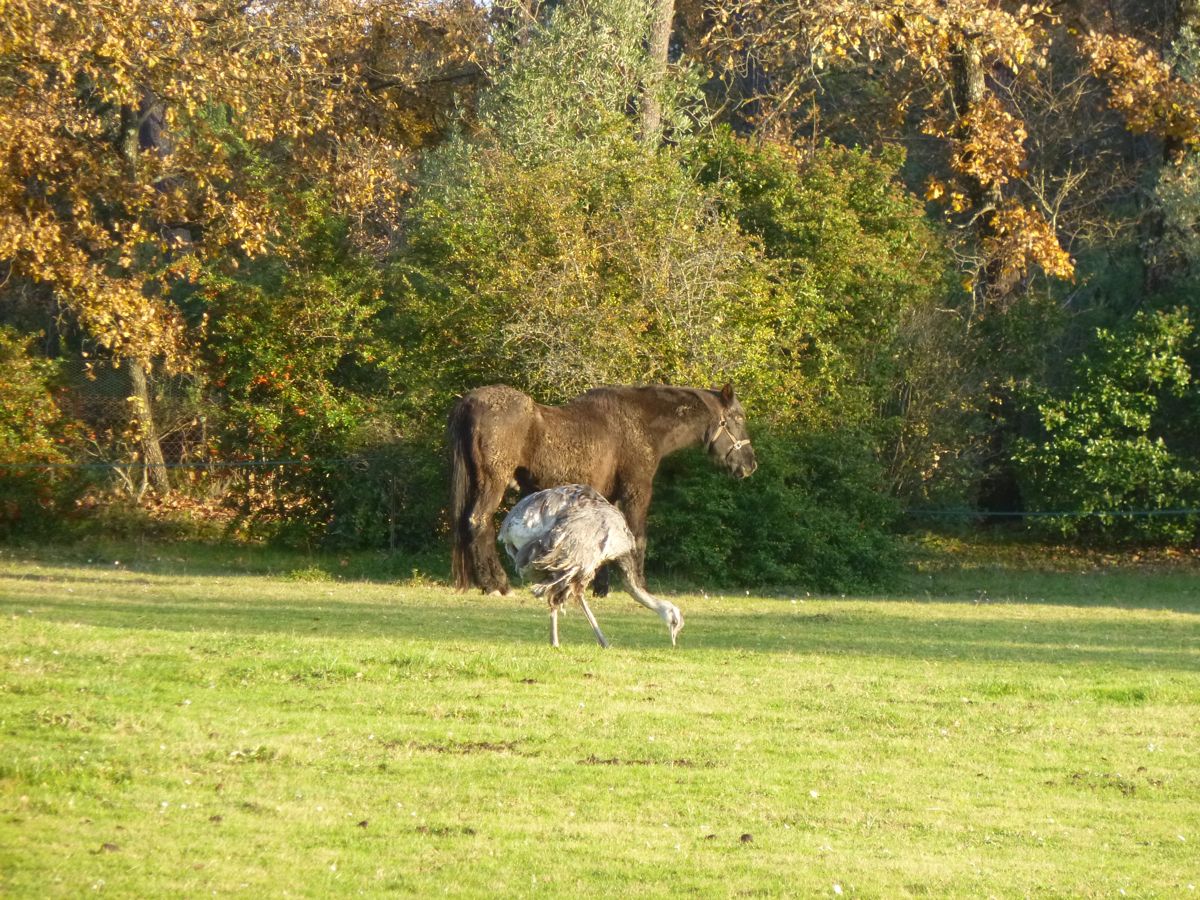 Bagnols en fôret