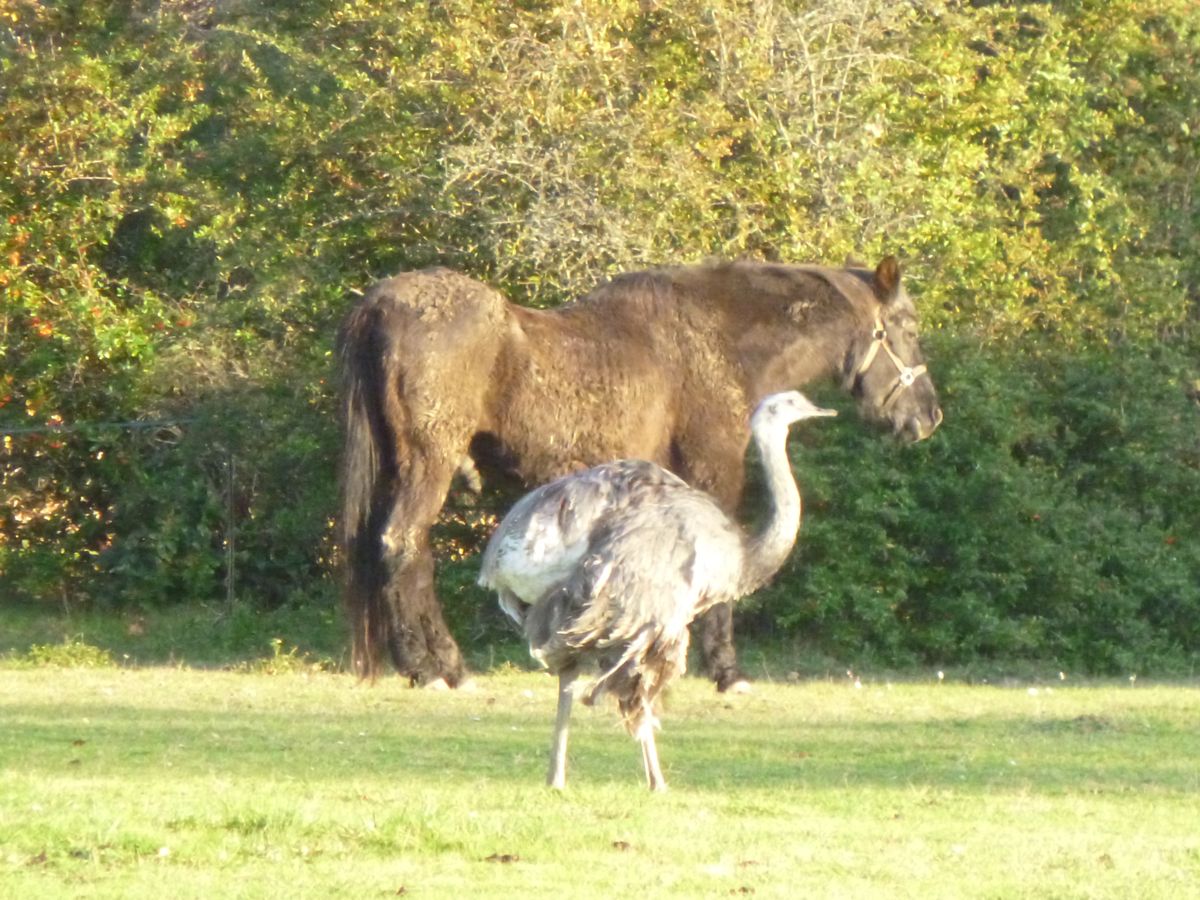 Bagnols en fôret