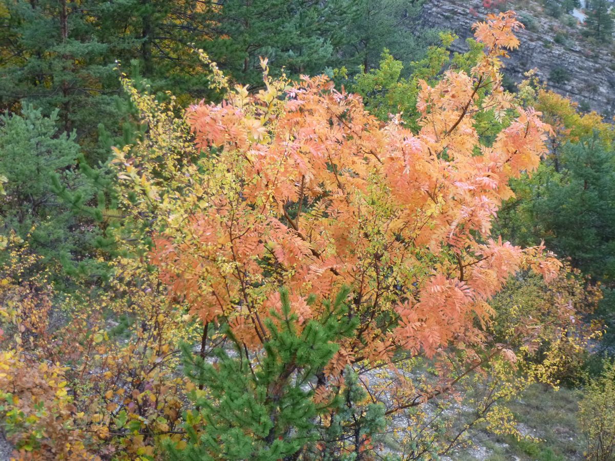 P1020277