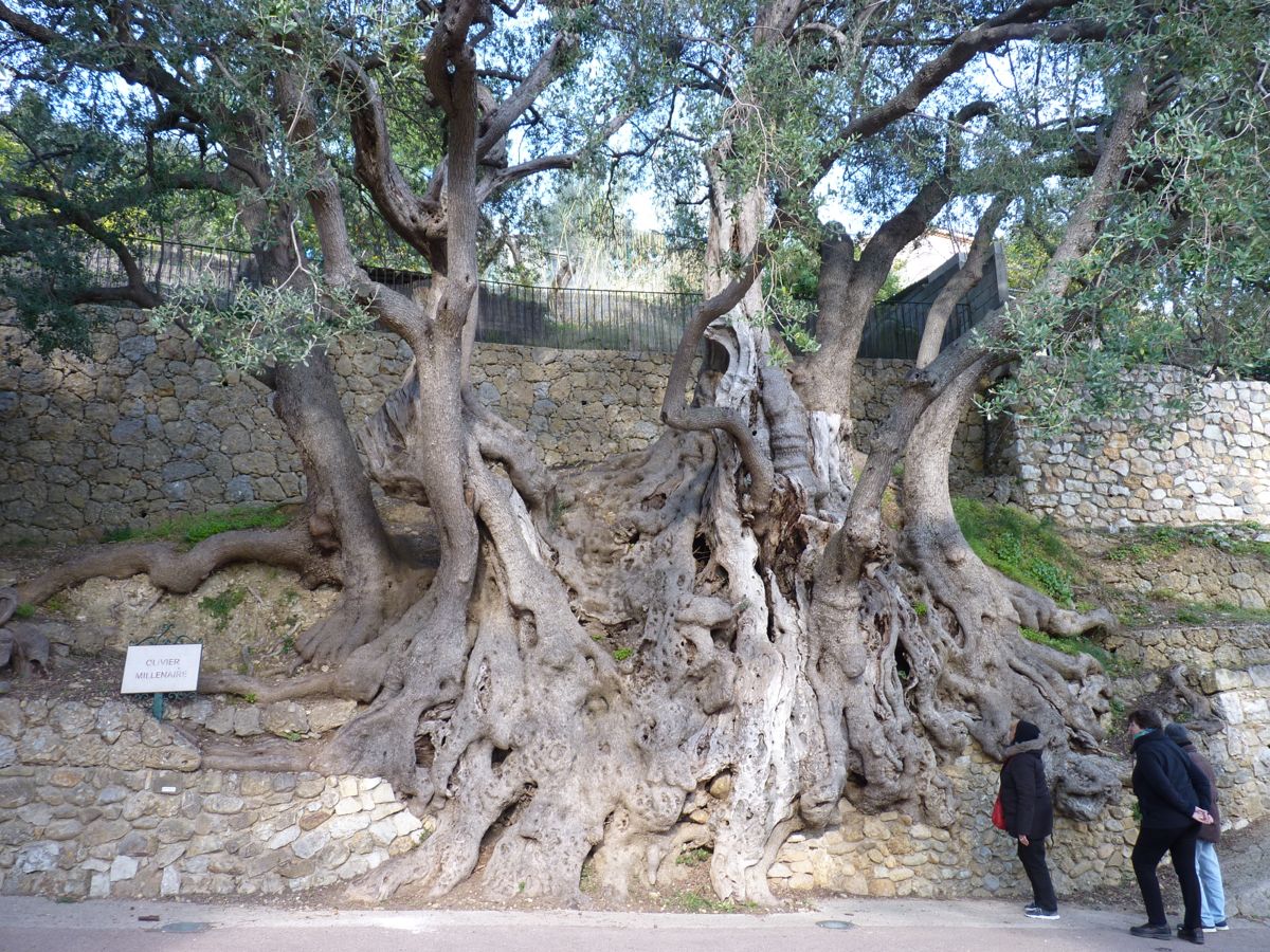 Roquebrune Cap-Martin