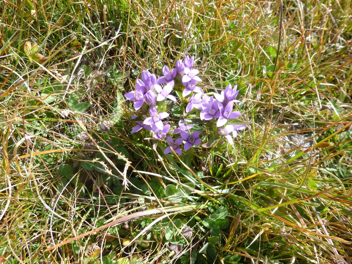 Réserve Naturelle de la Sassière,