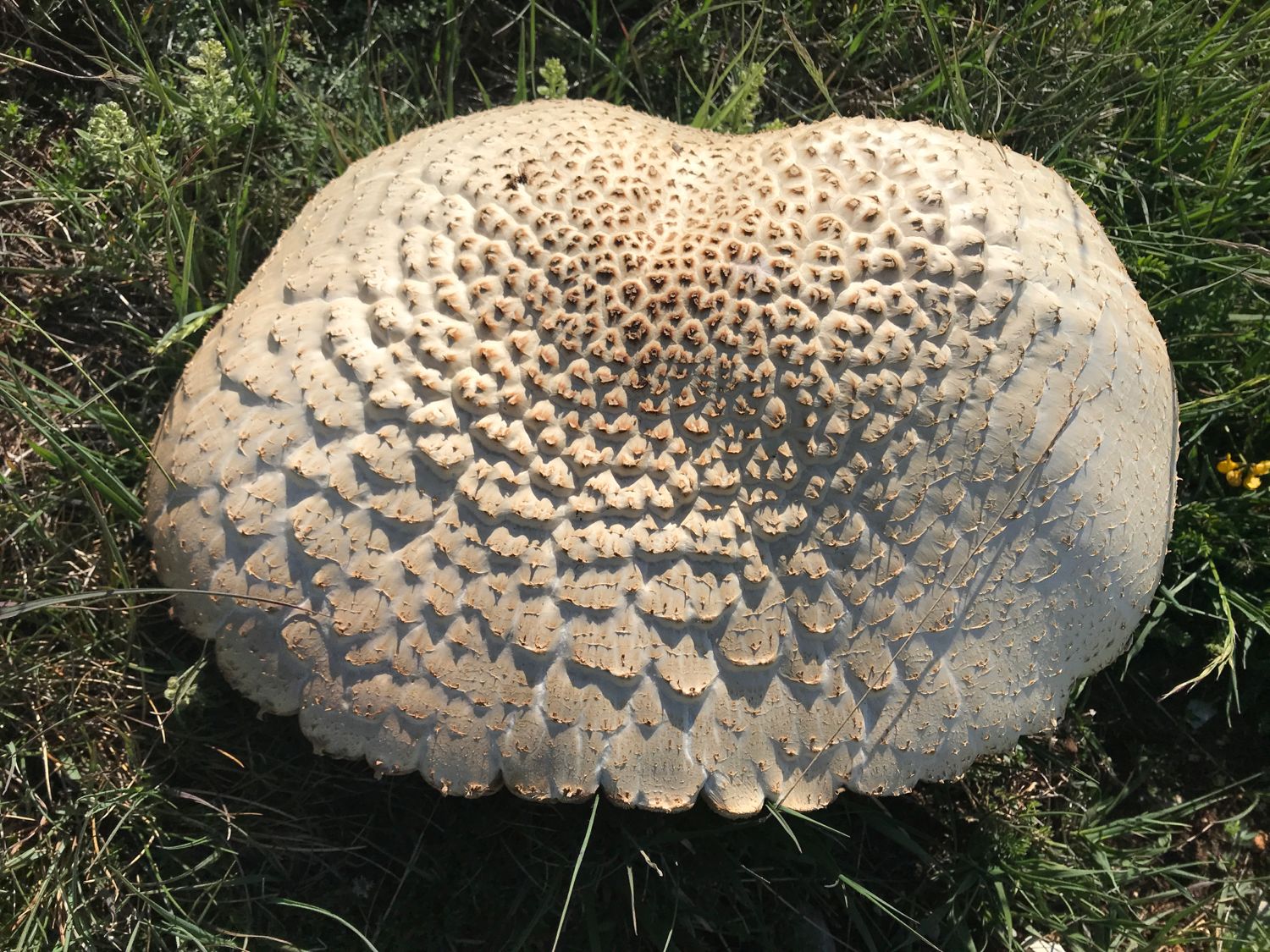 D17 Le Chiran rosée des prés